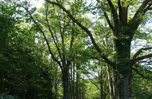 Nancay House | Sissin