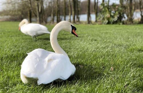 Gumley Resort | Skylark Lodge