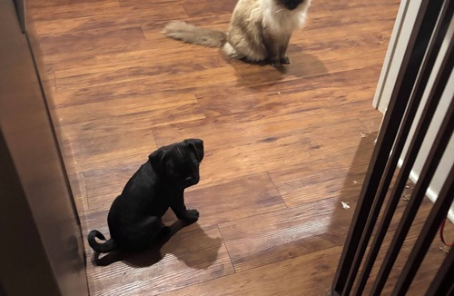 Pflugerville House | Sleep next to REAL LIVE Puppies: only half an hour North of Downtown Austin!