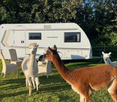 Snedsted Other | Sleep with Alpacas I Glamping Retreat in National Park Thy