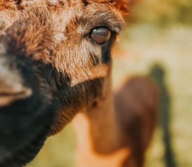 Snedsted Other | Sleep with Alpacas I Glamping Retreat in National Park Thy