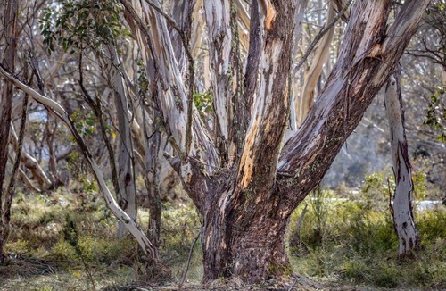 Dinner Plain House | Snowgums 07