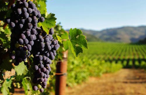 Boyes Hot Springs House | Sonoma Vista Dreams