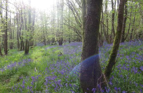 Newcastleton Bed & Breakfast | Sorbietrees B&B