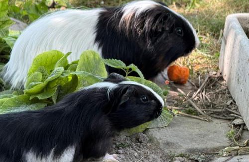 Dosches Bed & Breakfast | Sous les toits