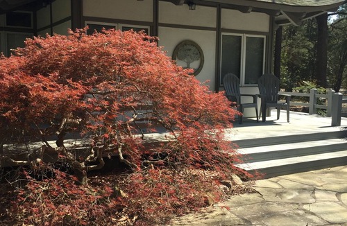 Old Town Cottage | Special and charming. Quite, clean, close and comfortable. Everyone loves it.:>