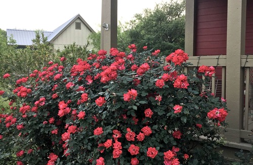 Burton Cottage | SPRING IS WONDERFUL in Round Top!