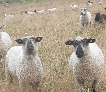 Insch Ski Chalet | Springbank Cabin