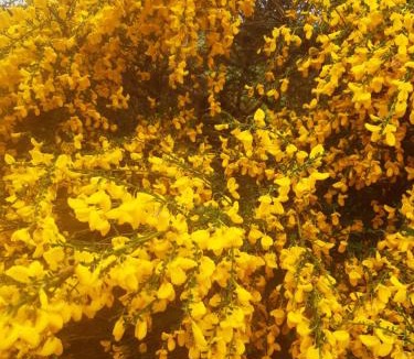 Insch Ski Chalet | Springbank Cabin