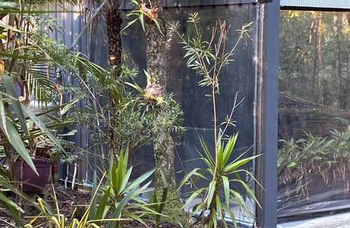 Springbrook Cabin | Springbrook Canyon Cabin