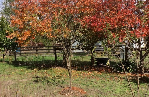 Limonite Cottage | Springfield Cottage - quiet getaway