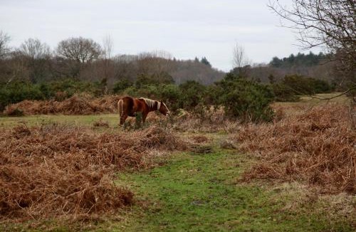 Burley House | Stable Cottage