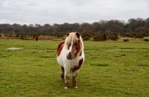 Burley House | Stable Cottage