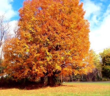 Bennington Hotel | Starlight Inn