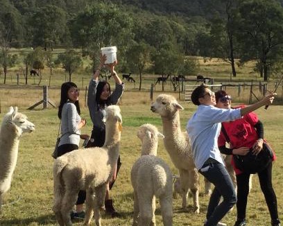 Broke Resort | Starline Alpacas Farmstay Resort