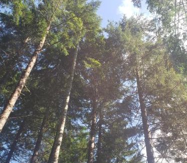 Sunny Valley Other | Starry Skies Campout