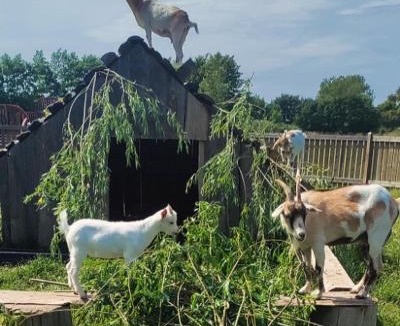 Strby House | Stevns Camp