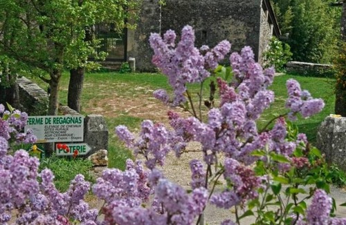 Vissec House | Stone house in the heart of Larzac – Nature, free-roaming horses, and guaranteed relaxation