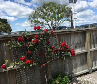 Tauranga Hotel | Strand Motel