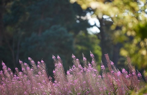 Forres House | Strathnaver