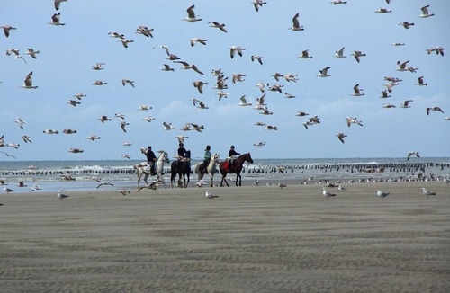Sainte-Cecile-Plage Apartment | Studio Casa Marina in Sainte Cécile Plage