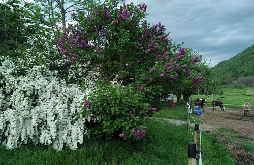 Saint-Pierre-de-Soucy Apartment | Studio Dans une Ferme Savoyarde. Entourés de nos Ânes, Pour un Repos Mérité