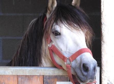 Peyrat-le-Chateau Apartment | Studio du centre UnisVers