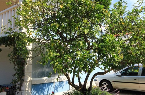 Viganj Apartment | Studio flat with terrace Viganj, Pelješac (AS-10189-b)