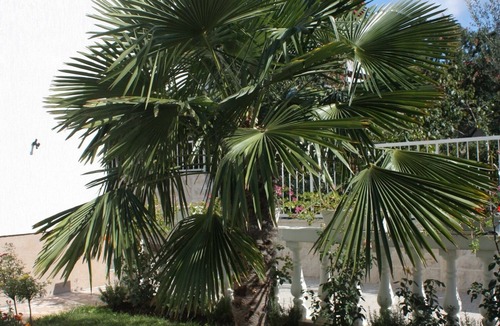 Vodice Apartment | Studio flat with terrace and sea view Vodice (AS-2995-a)