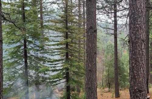 Murphys Apartment | Studio in Forest with Vineyard