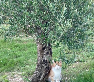 Soyaux Apartment | Studio meuble neuf