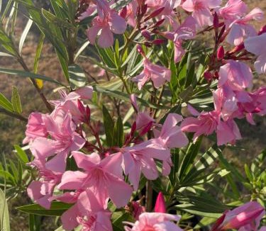 Soyaux Apartment | Studio meuble neuf