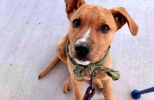 Kehena Apartment | Studio Phoenix Pet Friendly Near Black Sand Beach & Volcanic Forest