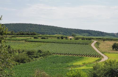 Rosheim Apartment | Studio spacieux, route des vins