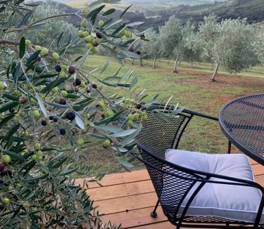 Far North District House | Stunning Coastal Olive Grove