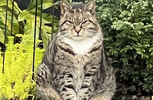 Auckland House | Suburbia East Auckland