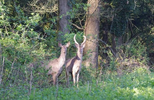Saint-Mars-du-Desert House | suite imperiale in castel le perray