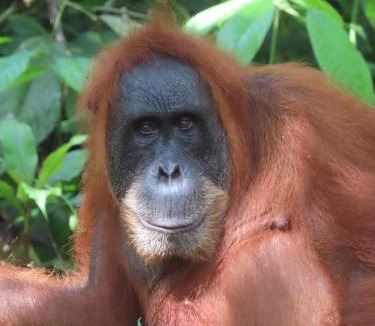 Bukit Lawang House | Sumatra Happy Track Tour Guest House & Jungle Trekking