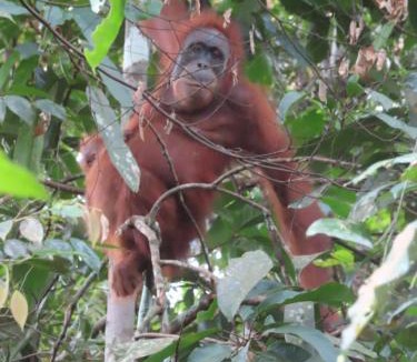 Bukit Lawang House | Sumatra Happy Track Tour Guest House & Jungle Trekking