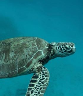 Kampung Pasir Hantu House | Summer village