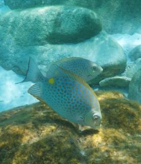 Kampung Pasir Hantu House | Summer village