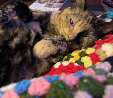 Wolverton Bed & Breakfast | Sunny room in terraced house