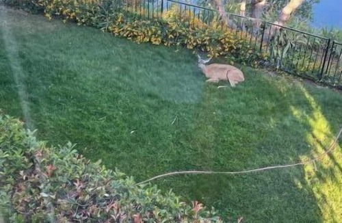 Fair Oaks House | Sunrise-Blvd Riverfront Resident