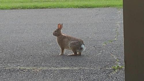 Owego Hotel | Sunrise Motel