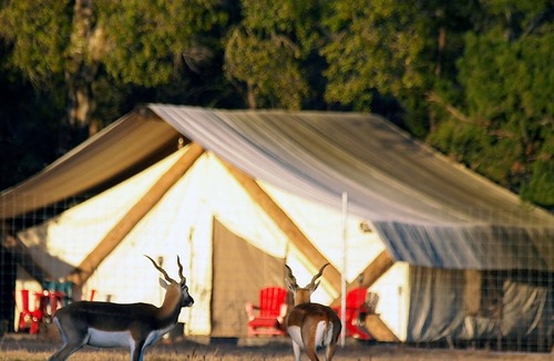 Cat Spring Cabin | Sunset Pond Private Cabin with Private Hot Tub & options to experience our Texas Safari!