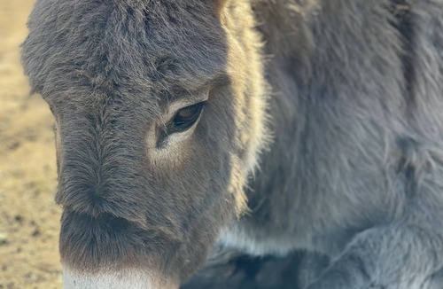 Piegros-la-Clastre House | Superb 6+2 bed Provencal dwelling