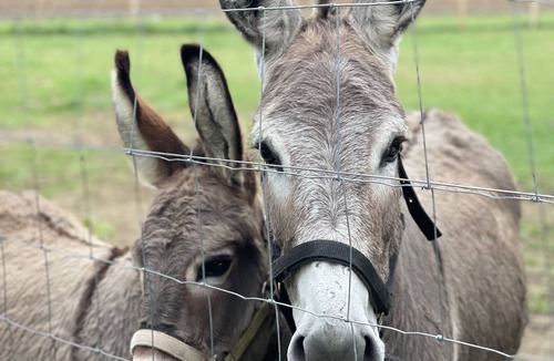 Piegros-la-Clastre House | Superb 6+2 bed Provencal dwelling