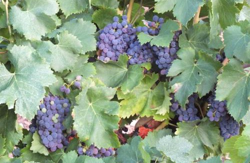 Prades-sur-Vernazobre Bed & Breakfast | Sur la Bonnefooi