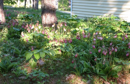Phippsburg Cottage | Surf and Seabirds!