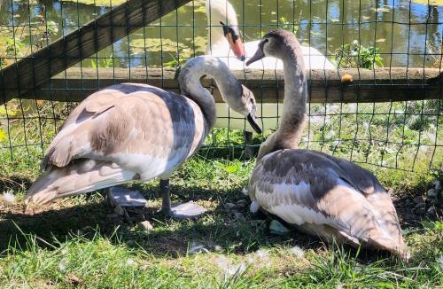 Limekiln Apartment | Swansanctuarysuite Apt At sanctuaryoftheswan